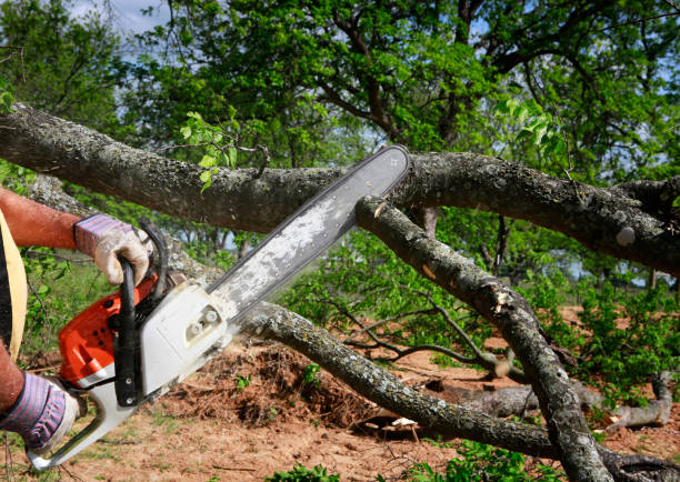 Dead Tree Removal in Dulles Town Center, VA